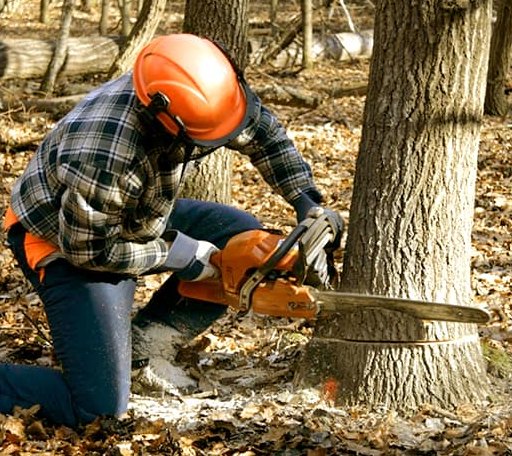 Tree Removal in Holland, MA